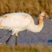 Whooping Crane